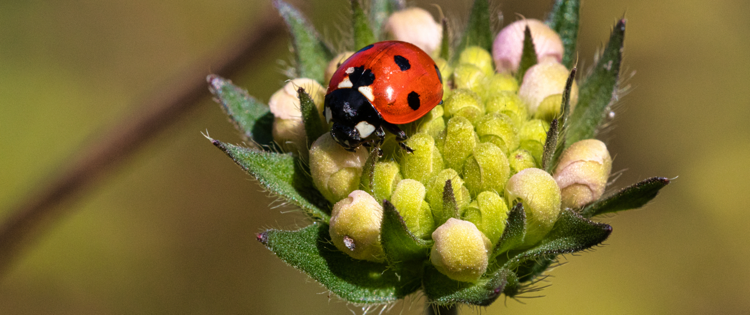 zevenstippelig lieveheersbeestje op beemdkroon in een natuurterr