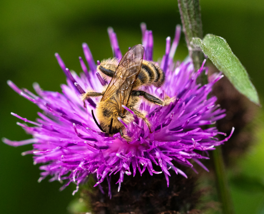 pluimvoetbij  op knoopkruid in een natuurlijke tuin in Renkum; p