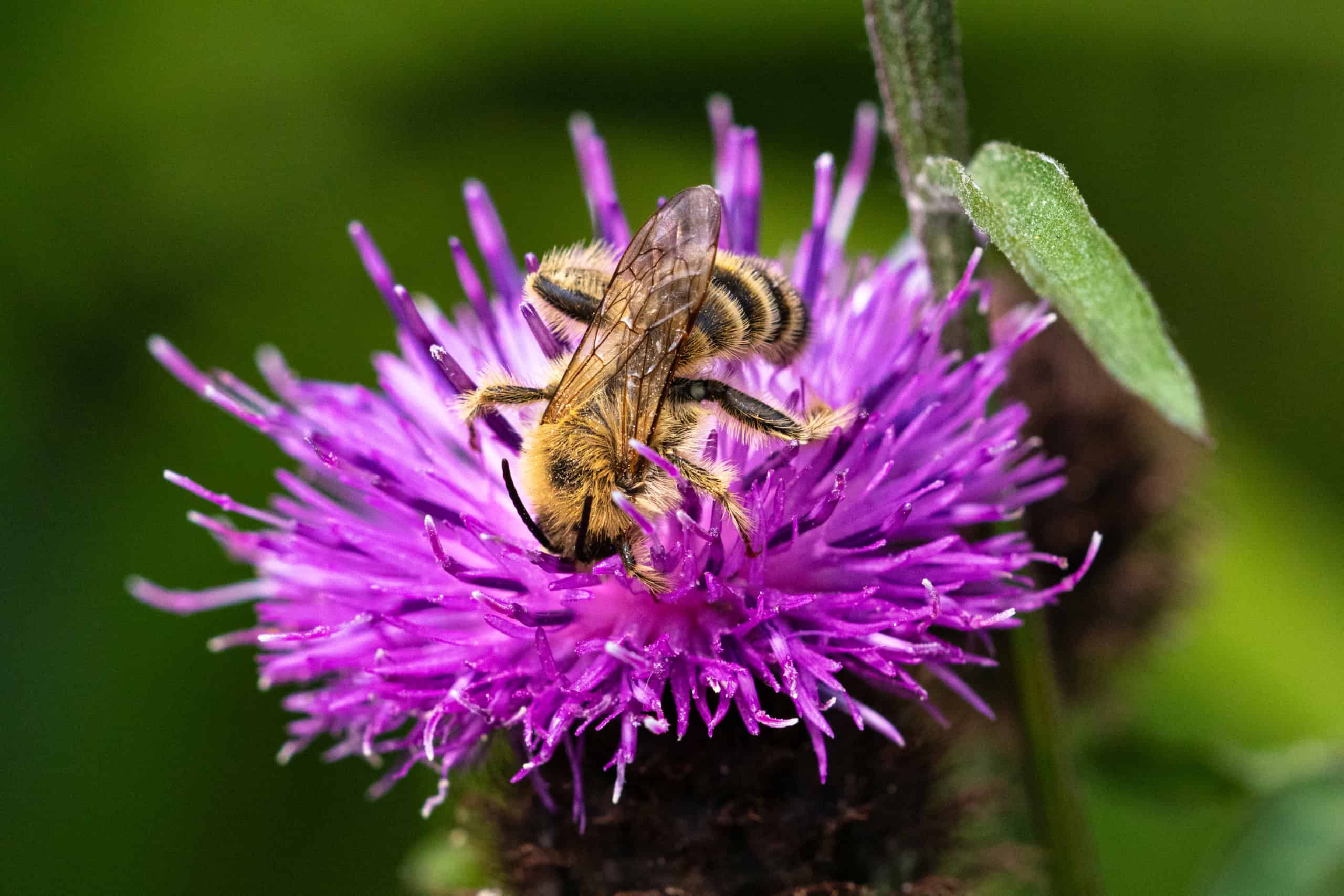 pluimvoetbij  op knoopkruid in een natuurlijke tuin in Renkum; p