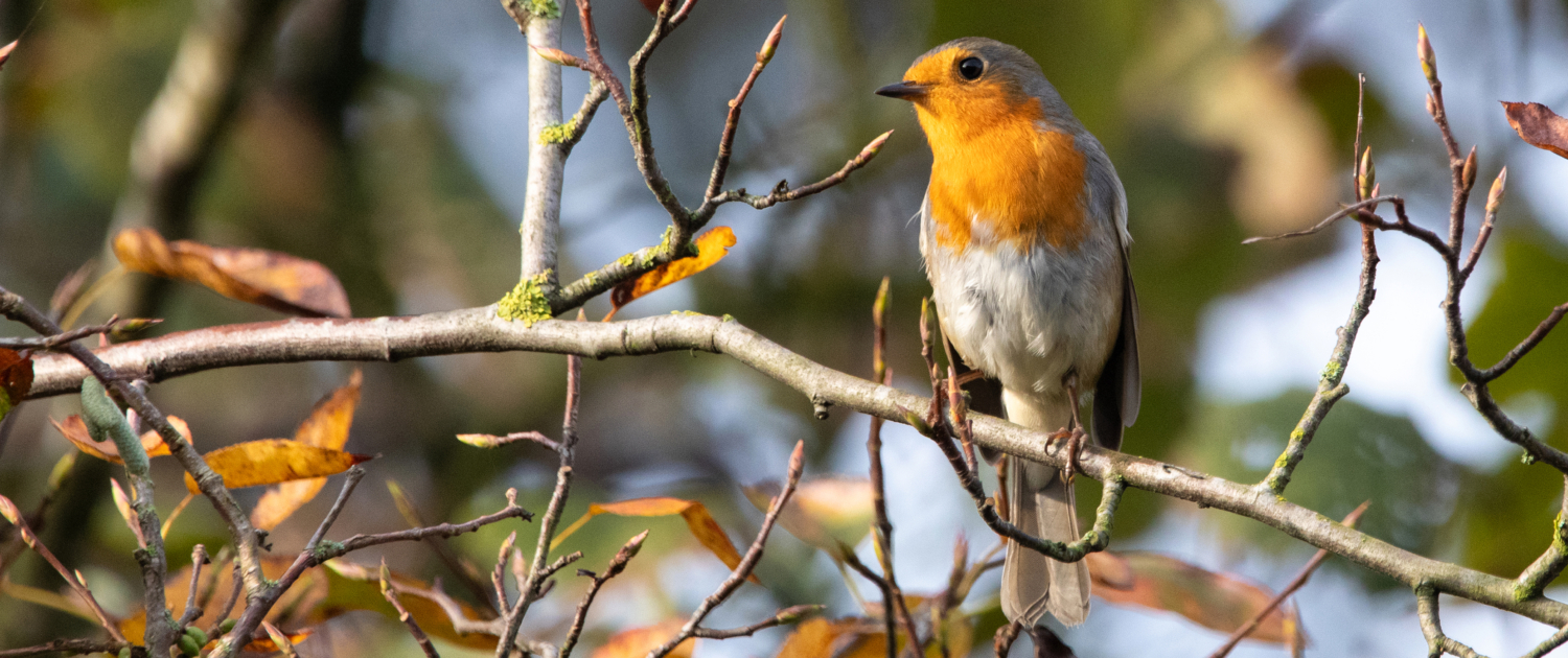 roodborstje in een natuurlijke tuin in Renkum; robin in a natura